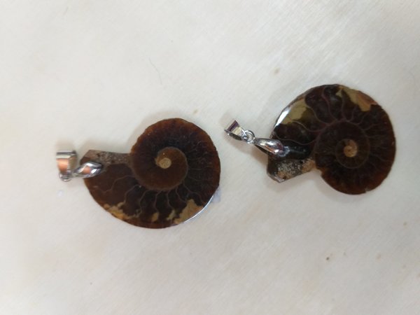 Ammonit mit Silberöse